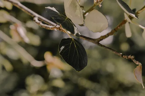 照片绿叶树枝 照片绿叶树枝