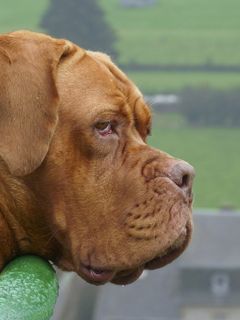 自然，动物，狗，大型，波尔多犬，活着的婴儿，拥抱，金德弗里恩