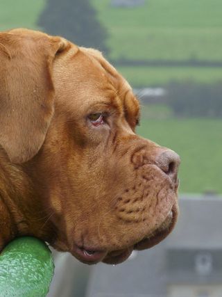 自然，动物，狗，大型，波尔多犬，活着的婴儿，拥抱，金德弗里恩