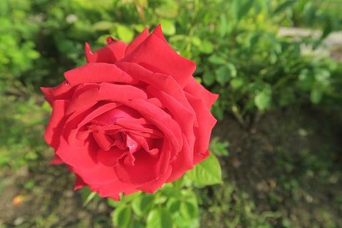 玫瑰，玫瑰图片，自然，春天，花朵，开花植物，植物，自然之美