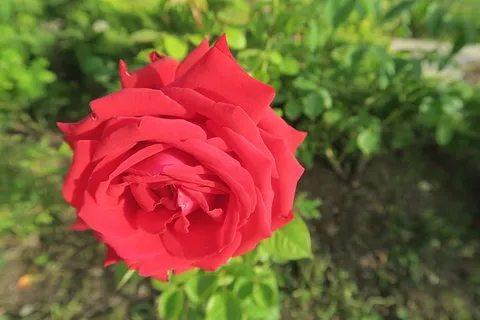 玫瑰,玫瑰图片,自然,春天,花朵,开花植物,植物,自然之美 玫瑰,玫瑰图片,自然,春天,花朵,开花植物,植物,自然之美