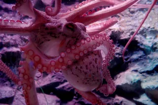 粉色、白色、章鱼、触角、吸盘、海底世界、海洋馆、害羞