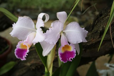 兰花,热带花卉,兰花,花卉,热带花卉,白紫色花卉,植物,花卉,丛林 兰花,热带花卉,兰花,花卉,热带花卉,白紫色花卉,植物,花卉,丛林