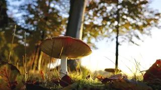 真菌、草、叶子、宏菌、苔藓、蘑菇、毒蕈、植物