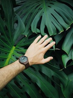 绿叶和白叶植物