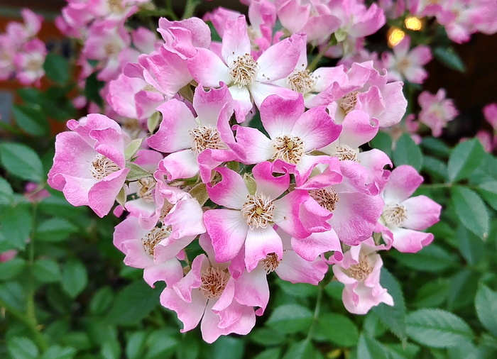 玫瑰, 玫瑰藤, 奶油粉色音符莫扎特, 奶油粉色, 美丽, 世宗市, 韩国, 开花植物