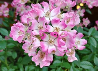 玫瑰, 玫瑰藤, 奶油粉色音符莫扎特, 奶油粉色, 美丽, 世宗市, 韩国, 开花植物