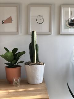 盆栽，植物，家居室内，室内，装饰，餐桌，无人，自然