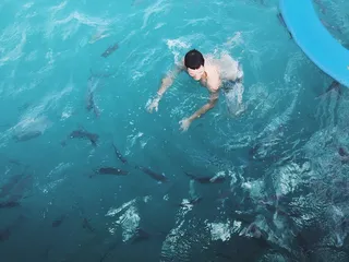 墨西哥，里维埃拉玛雅，尤卡坦半岛，鱼，钓鱼，游泳，游泳，海