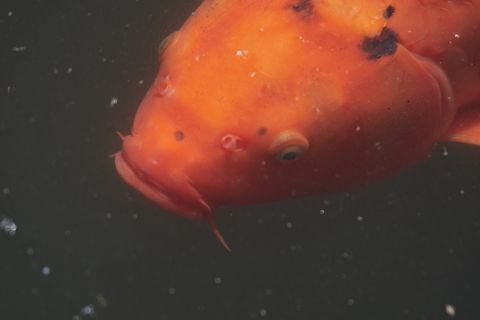 鲤鱼，鱼，锦鲤，水，池塘，锦鲤，自然，捕鱼