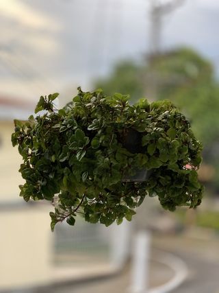 植物，花瓶，植物，自然，花卉，室内，生长，绿色