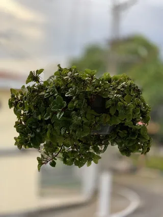 植物，花瓶，植物，自然，花卉，室内，生长，绿色