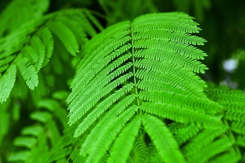 伊朗伊斯兰*库姆，森林，绿色，树叶，树叶，树林，伊朗