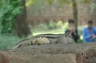 松鼠、野生动物、公园、印度、动物、动物主题、哺乳动物、野生动物