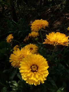 flor，flores，naturaleza，amarillo，floral，金盏花，天然，campo