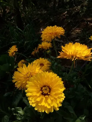 flor，flores，naturaleza，amarillo，floral，金盏花，天然，campo
