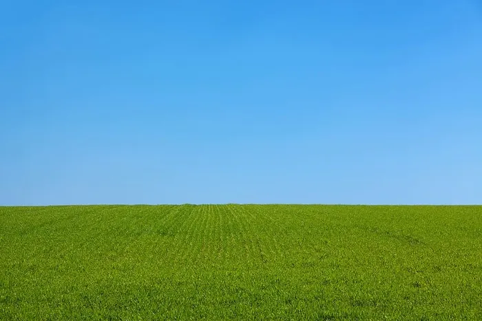 绿色草地，背景，蓝色，干净，清晰，白天，田野，dom