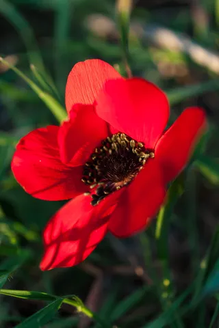 希腊, 阿利莫斯, 帕尼山, 花, 植物, 春天, 自然之美, 非城市场景