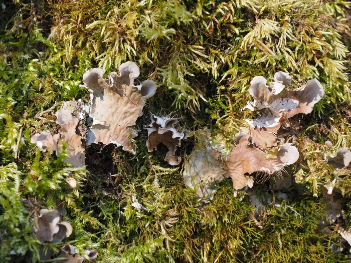 蘑菇，苔藓，卷曲，火山口，Elle，卷曲火山口Elle，sinuosus火山口菌，波状假火山口菌