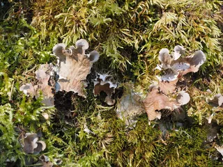 蘑菇，苔藓，卷曲，火山口，Elle，卷曲火山口Elle，sinuosus火山口菌，波状假火山口菌