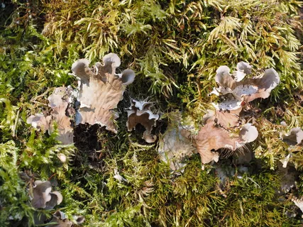 蘑菇,苔藓,卷曲,火山口,Elle,卷曲火山口Elle,sinuosus火山口菌,波状假火山口菌 蘑菇,苔藓,卷曲,火山口,Elle,卷曲火山口Elle,sinuosus火山口菌,波状假火山口菌