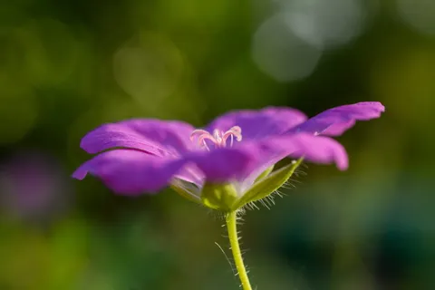 紫色,花朵,花朵,宏观,自然,植物,花朵,花园 紫色,花朵,花朵,宏观,自然,植物,花朵,花园