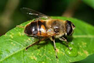 昆虫，宏观，自然，特写，自然，无脊椎动物，动物主题，动物和野生动物