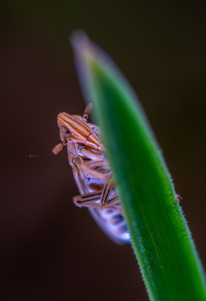 适用于普通高腐叶蝉、草叶、特写、绿色、野生动物、植物、无人、一兽