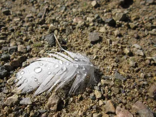 雨滴，滴水，露水，潮湿，水，春天，水，春天，鸟