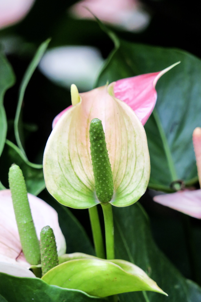 香港，白色的手，植物，花瓣，颜色，绿色，花蕾，白色