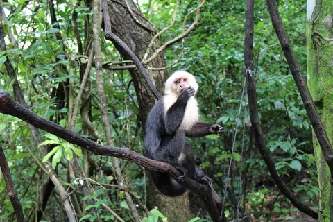 猴子、野生动物、大自然、动物、哺乳动物、丛林、灵长类、热带 猴子、野生动物、大自然、动物、哺乳动物、丛林、灵长类、热带