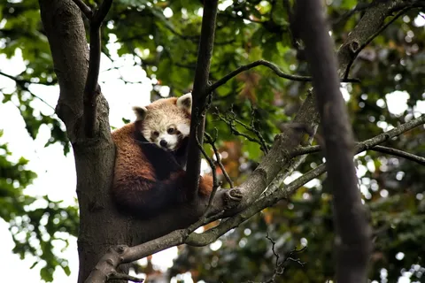 树上的棕色和白色考拉 树上的棕色和白色考拉