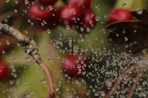 due、drops、蜘蛛网、浆果、nature、浆果、natural、wild