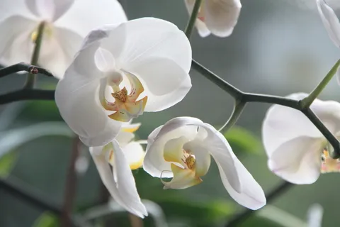 白蛾兰 白蛾兰