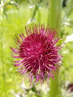 荆棘、杂草、自然、自然、田野、花朵、粉色、紫色 荆棘、杂草、自然、自然、田野、花朵、粉色、紫色