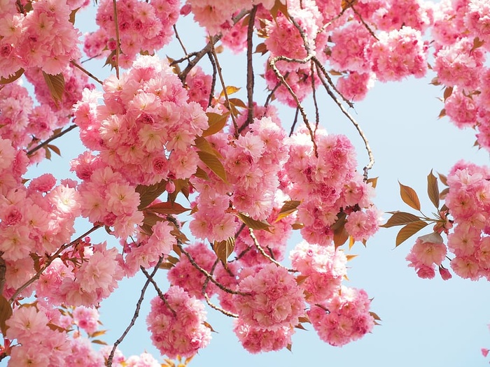 粉色开花树，樱花，日本樱花，气味，开花，开花，日本开花樱花，观赏樱花