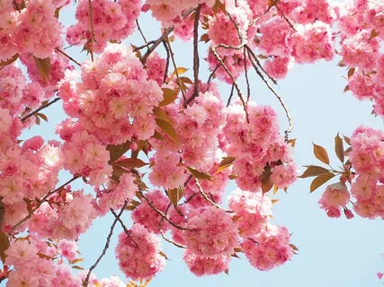 粉色开花树,樱花,日本樱花,气味,开花,开花,日本开花樱花,观赏樱花 粉色开花树,樱花,日本樱花,气味,开花,开花,日本开花樱花,观赏樱花