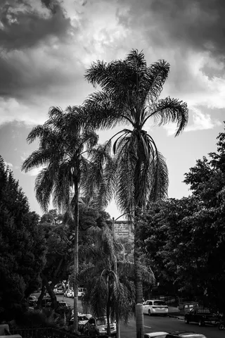 树，植物，棕榈树，槟榔科，洛杉矶，夏天，运输，汽车