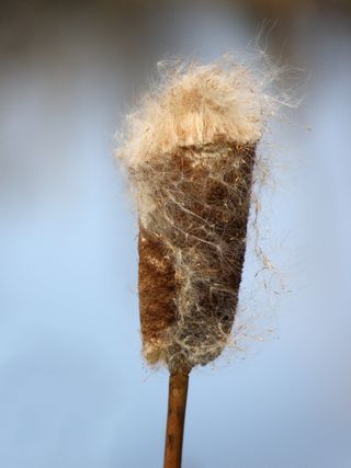 自然，桌面，无脊椎动物，绒毛，特写，无人，白天，植物