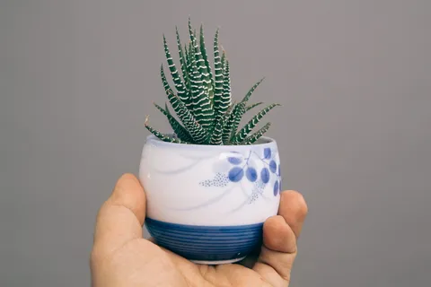 斑马芦荟植物,带有白色和蓝色陶瓷花瓶 斑马芦荟植物,带有白色和蓝色陶瓷花瓶