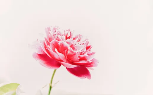 粉红色花瓣的花 粉红色花瓣的花