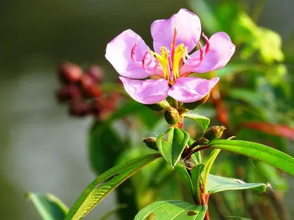 花,新鲜,特写,开花植物,植物,自然之美,新鲜,特写 花,新鲜,特写,开花植物,植物,自然之美,新鲜,特写