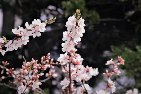 樱花,淡粉色,浅色,柔软,树枝,层云和,多云的天空,花 樱花,淡粉色,浅色,柔软,树枝,层云和,多云的天空,花