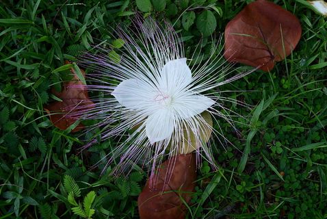 自然，叶子，植物，草，夏天，花，户外，明亮