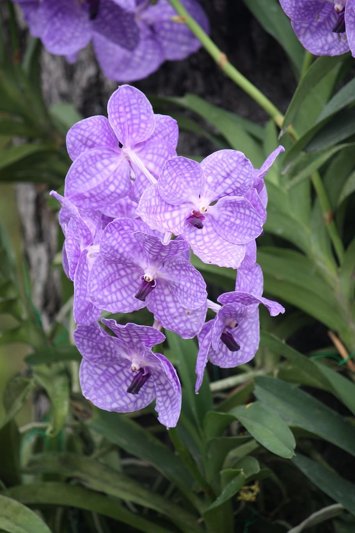 花，自然，花园，植物，开花，丁香，户外，紫罗兰