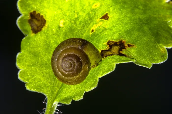 蜗牛，壳，干燥，刚性，蜗牛，壳，干燥刚性，自然，宏观