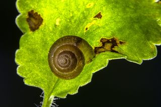 蜗牛，壳，干燥，刚性，蜗牛，壳，干燥刚性，自然，宏观