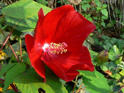 布达佩斯、芙蓉、玛格丽特岛、九月、漏斗、花朵、秋天、开花植物