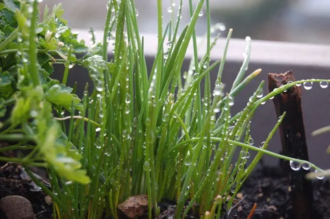 韭菜,自然,植物,生长,绿色,特写,植物部分,没有人 韭菜,自然,植物,生长,绿色,特写,植物部分,没有人