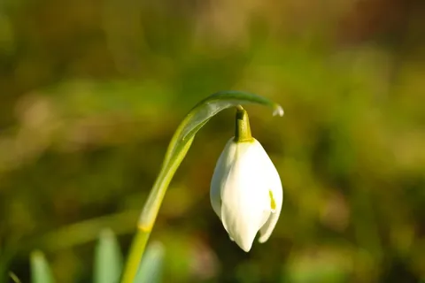 雪花莲,春花,春花,球茎花卉,植物,自然之美,新鲜,花朵 雪花莲,春花,春花,球茎花卉,植物,自然之美,新鲜,花朵